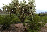 Organ Pipe Cactus NM, AZ