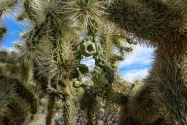 Organ Pipe Cactus NM, AZ