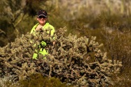 Organ Pipe Cactus NM, AZ