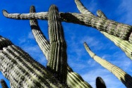 Organ Pipe Cactus NM, AZ