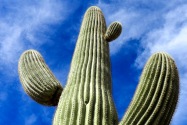 Organ Pipe Cactus NM, AZ