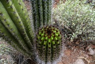 Organ Pipe Cactus NM, AZ