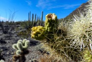 Organ Pipe Cactus NM, AZ