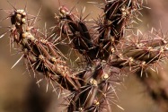 Organ Pipe Cactus NM, AZ