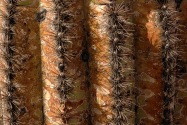 Organ Pipe Cactus NM, AZ