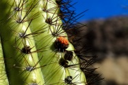 Organ Pipe Cactus NM, AZ