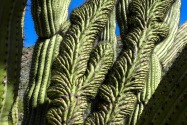 Organ Pipe Cactus NM, AZ