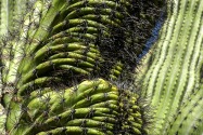 Organ Pipe Cactus NM, AZ