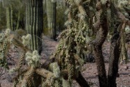 Organ Pipe Cactus NM, AZ