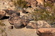 Painted Rock Petroglyph, AZ