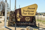 Ancient Bristlecone National Forest CA