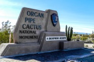 Organ Pipe Cactus NM AZ