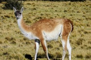 55-guanaco