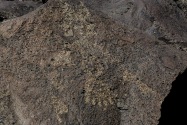 Petroglyph NM, NM