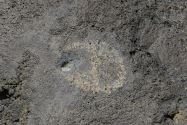 Petroglyph NM, NM