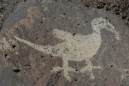 Petroglyph NM, NM