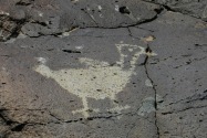 Petroglyph NM, NM