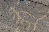 Petroglyph NM, NM