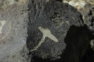 Petroglyph NM, NM
