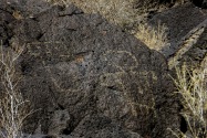 Petroglyph NM, NM