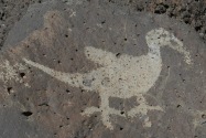 Petroglyphs NM NM