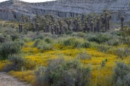 Red Rock Canyon SP