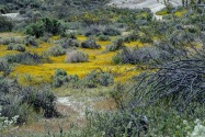 Red Rock Canyon SP