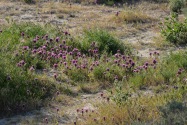 Red Rock Canyon SP