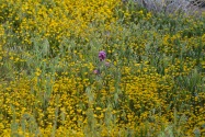 Red Rock Canyon SP