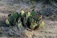 Red Rock Canyon SP