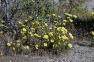 Red Rock Canyon SP