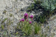 Red Rock Canyon SP