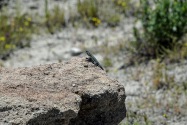Red Rock Canyon SP