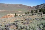 Ancient Bristlecone Pine Forest CA