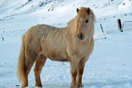 Seyðisfjörður Iceland