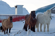 Seyðisfjörður Iceland