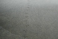 10-coast