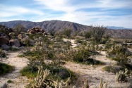 Anza-Borrego Desert SP, CA