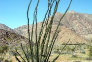 Anza-Borrego Desert SP, CA