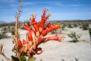 Anza-Borrego Desert SP, CA