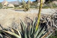 Anza-Borrego Desert SP, CA