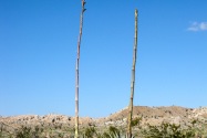 Anza-Borrego Desert SP, CA
