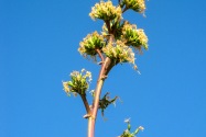Anza-Borrego Desert SP, CA