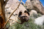 Anza-Borrego Desert SP, CA