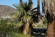 Anza-Borrego Desert SP, CA