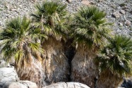 Anza-Borrego Desert SP, CA