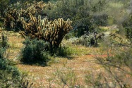 Anza-Borrego Desert SP, CA