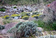 Anza-Borrego Desert SP, CA