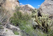 Anza-Borrego Desert SP, CA