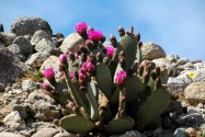 Anza-Borrego Desert SP, CA